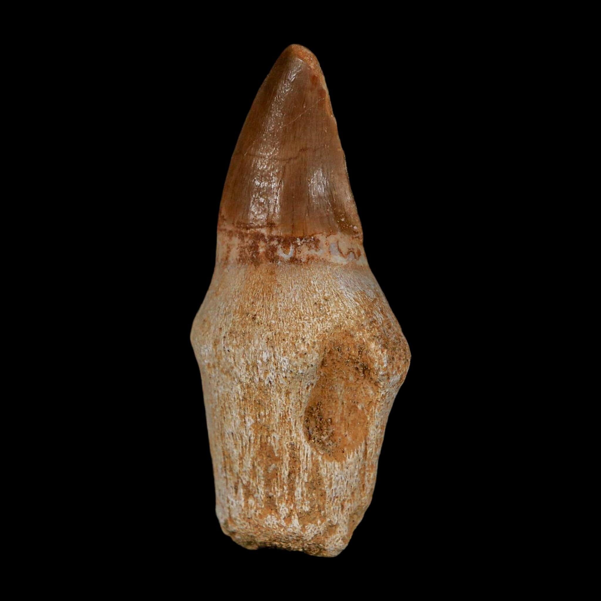 1.9" Halisaurus Walkeri Mosasaur Fossil Tooth Rooted Cretaceous Dinosaur Era COA - Fossil Age Minerals