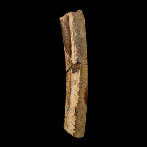 4.1" Thescelosaurus Fossil Tibia Bone Cretaceous Dinosaur Hell Creek MT COA Stand - Fossil Age Minerals