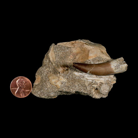 1.8" Plesiosaur Zarafasaura Tooth Fossil In Matrix Cretaceous Dinosaur Era COA