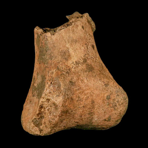 7.3" Hadrosaurus Fossil Metatarsal Bone Lance Creek FM Dinosaur Cretaceous WY COA - Fossil Age Minerals