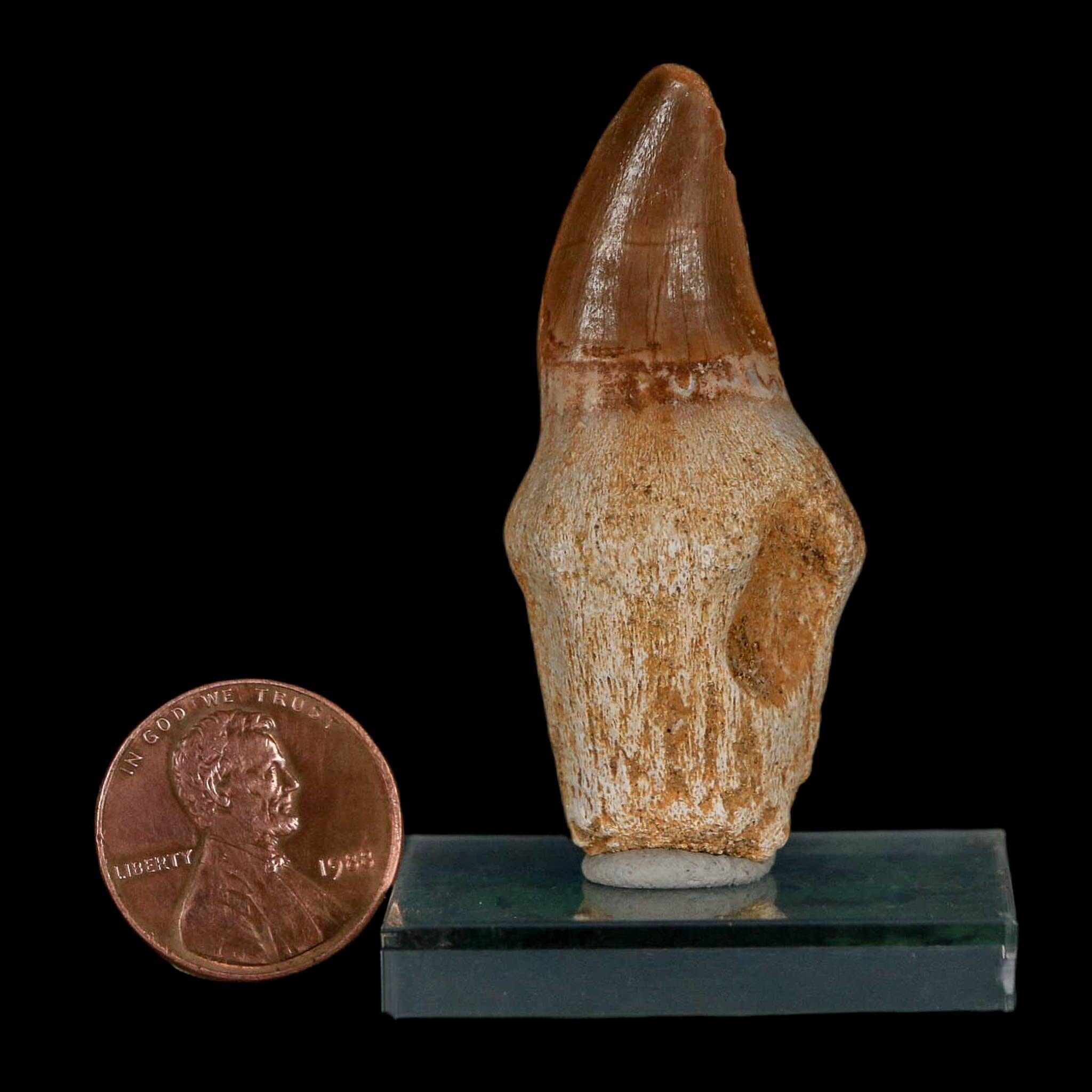 1.9" Halisaurus Walkeri Mosasaur Fossil Tooth Rooted Cretaceous Dinosaur Era COA - Fossil Age Minerals
