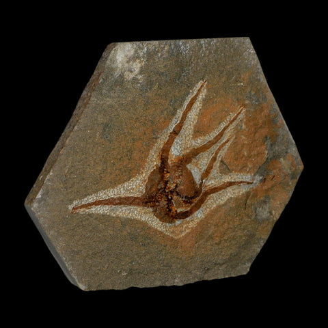2.9" Brittlestar Ophiura Sp Starfish Fossil Ordovician Age Morocco COA - Fossil Age Minerals