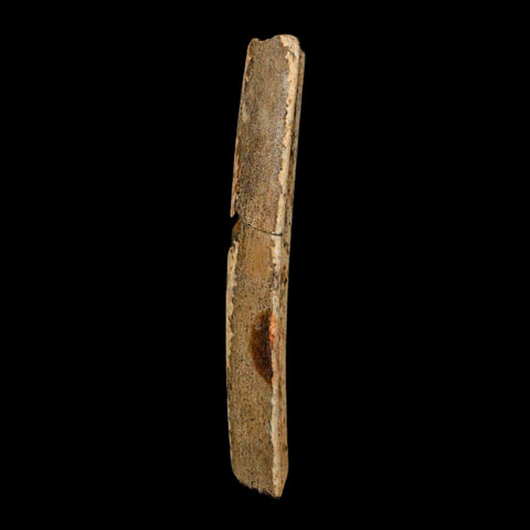 4.1" Thescelosaurus Fossil Tibia Bone Cretaceous Dinosaur Hell Creek MT COA Stand - Fossil Age Minerals