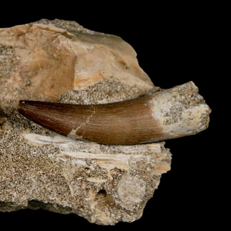 1.8" Plesiosaur Zarafasaura Tooth Fossil In Matrix Cretaceous Dinosaur Era COA