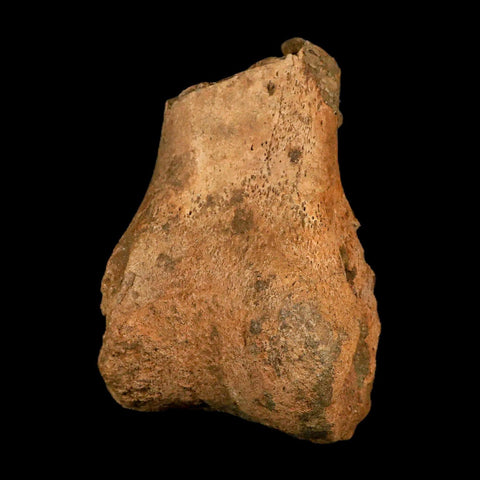 7.3" Hadrosaurus Fossil Metatarsal Bone Lance Creek FM Dinosaur Cretaceous WY COA - Fossil Age Minerals