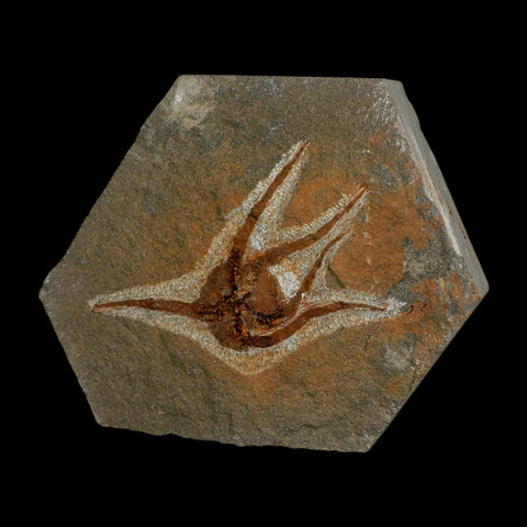 2.9" Brittlestar Ophiura Sp Starfish Fossil Ordovician Age Morocco COA - Fossil Age Minerals
