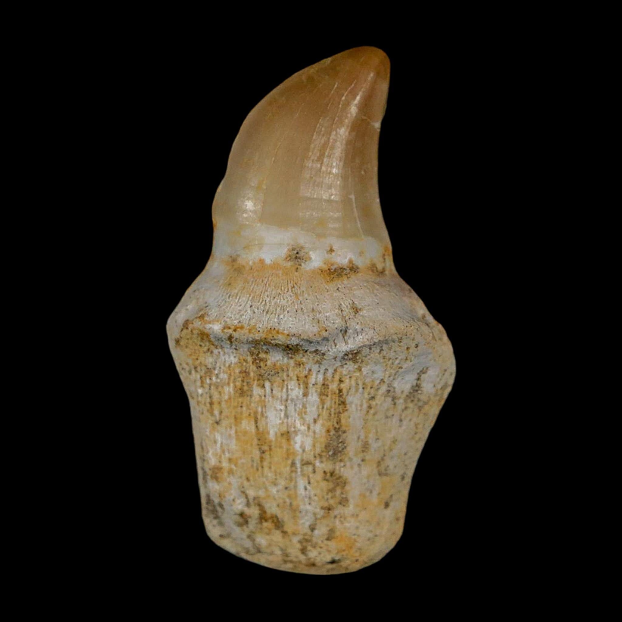 1.7" Halisaurus Walkeri Mosasaur Fossil Tooth Rooted Cretaceous Dinosaur Era COA - Fossil Age Minerals