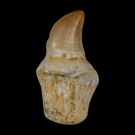 1.7" Halisaurus Walkeri Mosasaur Fossil Tooth Rooted Cretaceous Dinosaur Era COA