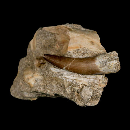 1.8" Plesiosaur Zarafasaura Tooth Fossil In Matrix Cretaceous Dinosaur Era COA