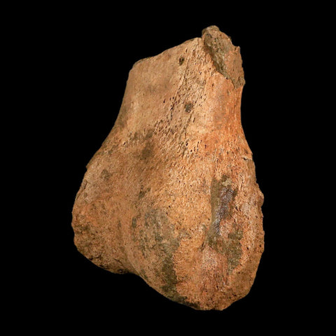 7.3" Hadrosaurus Fossil Metatarsal Bone Lance Creek FM Dinosaur Cretaceous WY COA - Fossil Age Minerals
