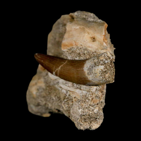 1.8" Plesiosaur Zarafasaura Tooth Fossil In Matrix Cretaceous Dinosaur Era COA