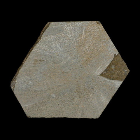 2.9" Brittlestar Ophiura Sp Starfish Fossil Ordovician Age Morocco COA - Fossil Age Minerals