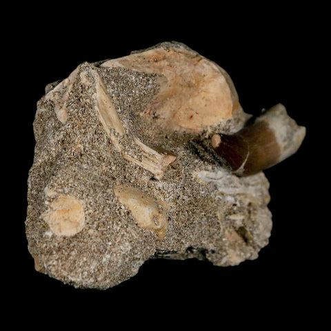 1.8" Plesiosaur Zarafasaura Tooth Fossil In Matrix Cretaceous Dinosaur Era COA