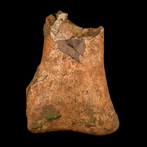 7.3" Hadrosaurus Fossil Metatarsal Bone Lance Creek FM Dinosaur Cretaceous WY COA - Fossil Age Minerals