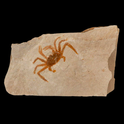 1.1" Fossil Crab Pinnixa Galliheri Pea Crab Monterey Cty San Luis Obispo Miocene Epoch - Fossil Age Minerals