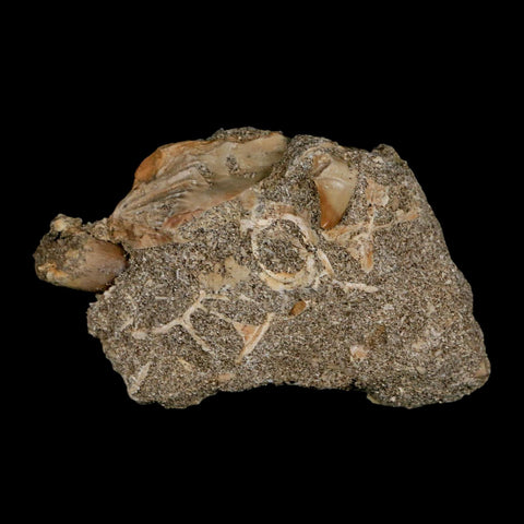 1.8" Plesiosaur Zarafasaura Tooth Fossil In Matrix Cretaceous Dinosaur Era COA