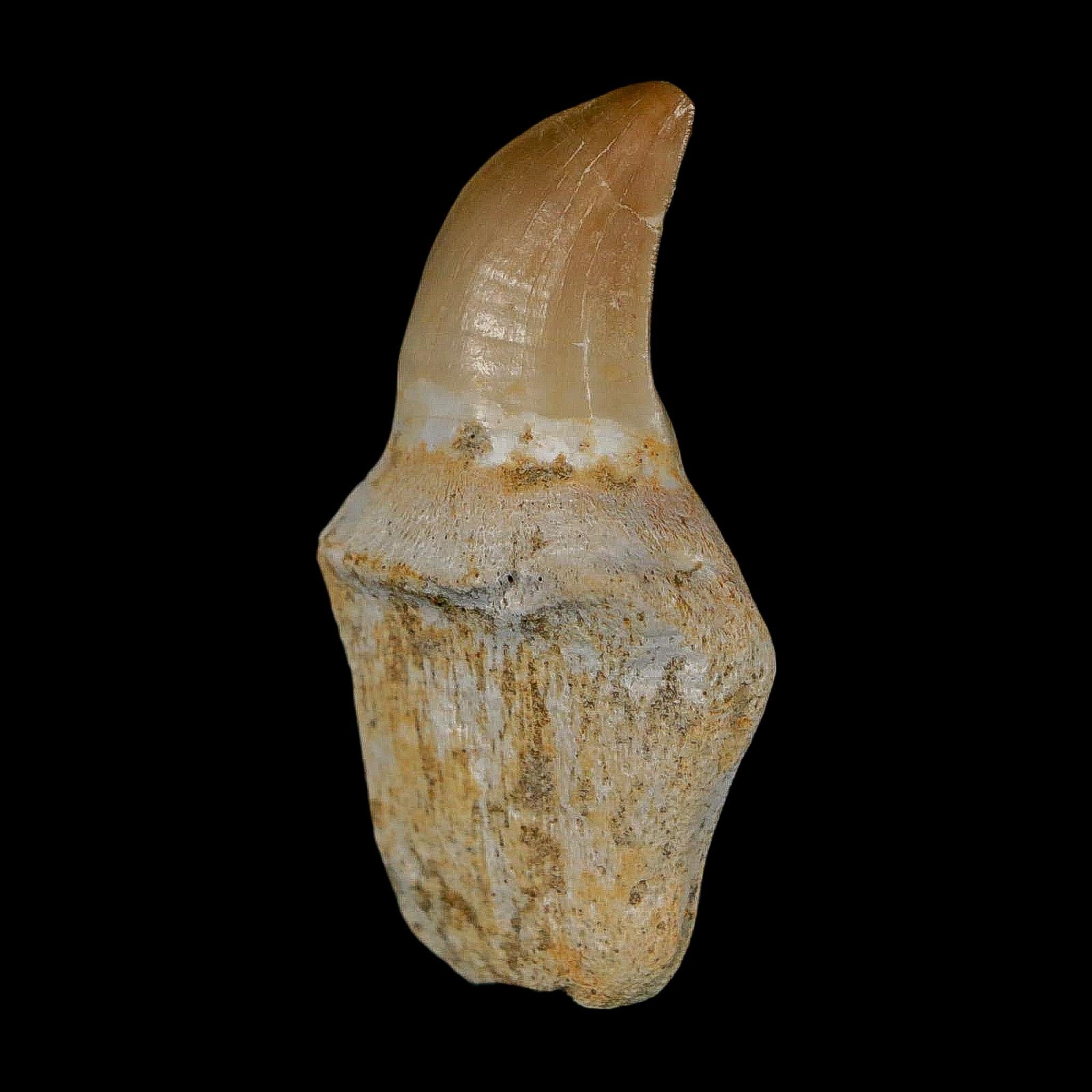 1.7" Halisaurus Walkeri Mosasaur Fossil Tooth Rooted Cretaceous Dinosaur Era COA - Fossil Age Minerals