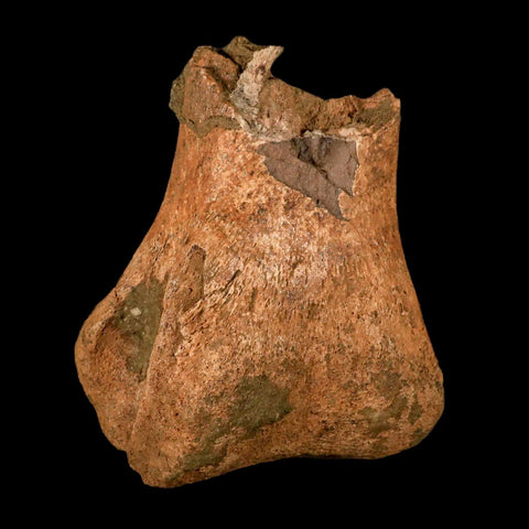 7.3" Hadrosaurus Fossil Metatarsal Bone Lance Creek FM Dinosaur Cretaceous WY COA - Fossil Age Minerals