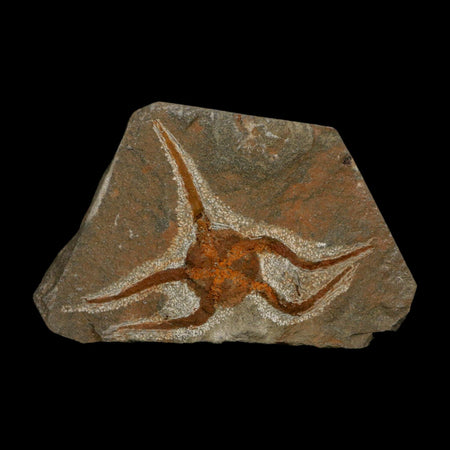 3.1" Brittlestar Ophiura Sp Starfish Fossil Ordovician Age Morocco COA