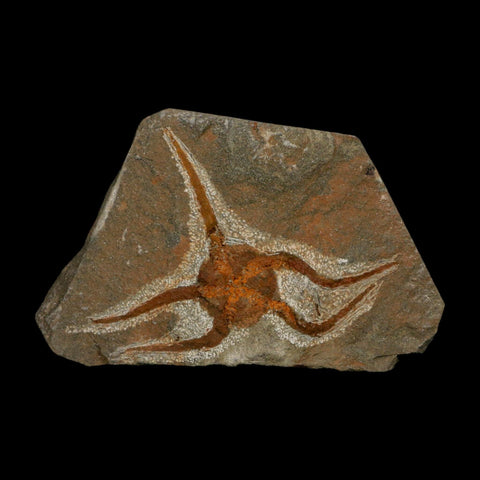 3.1" Brittlestar Ophiura Sp Starfish Fossil Ordovician Age Morocco COA - Fossil Age Minerals