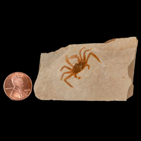 1.1" Fossil Crab Pinnixa Galliheri Pea Crab Monterey Cty San Luis Obispo Miocene Epoch - Fossil Age Minerals
