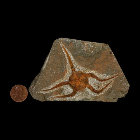 3.1" Brittlestar Ophiura Sp Starfish Fossil Ordovician Age Morocco COA - Fossil Age Minerals