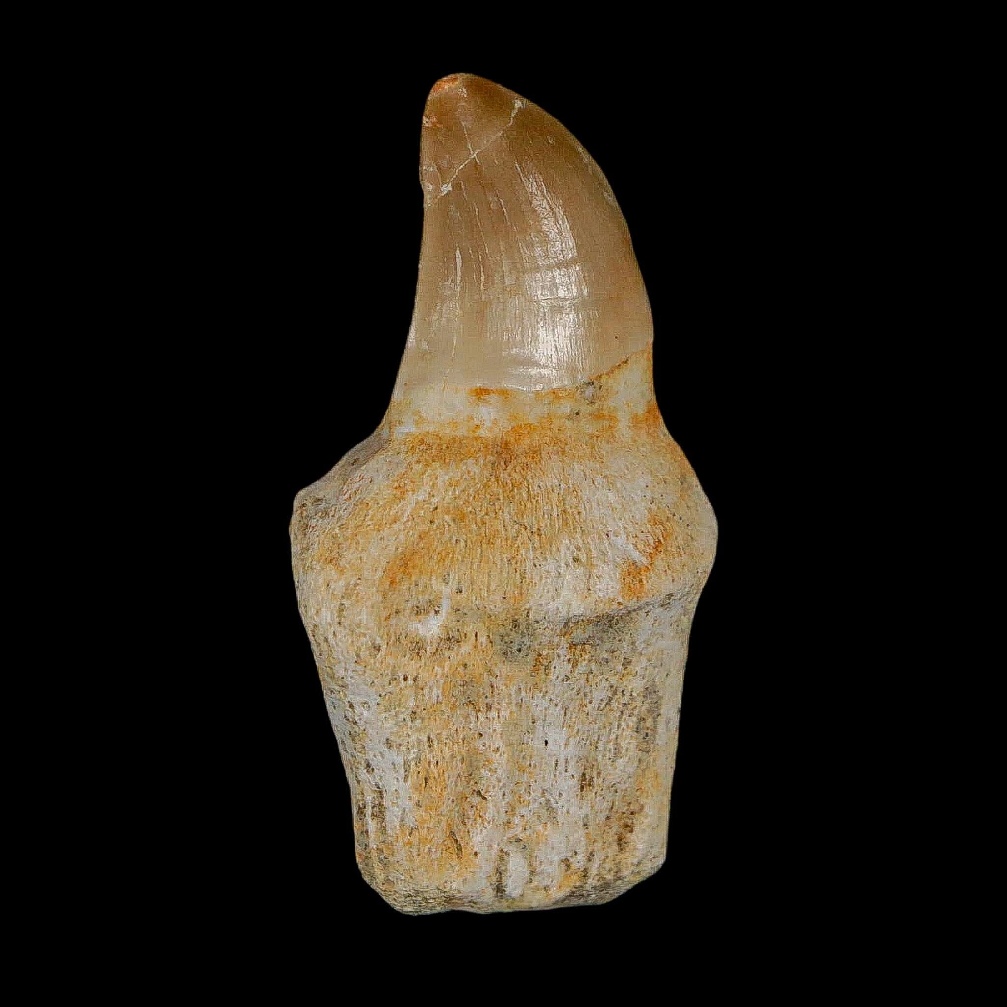 1.7" Halisaurus Walkeri Mosasaur Fossil Tooth Rooted Cretaceous Dinosaur Era COA - Fossil Age Minerals