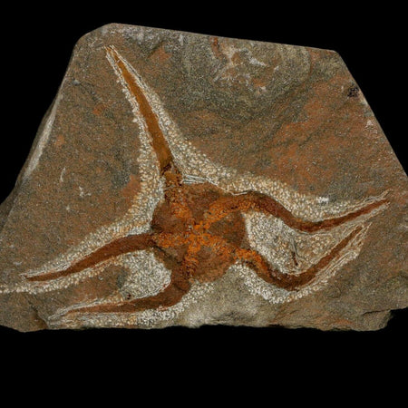3.1" Brittlestar Ophiura Sp Starfish Fossil Ordovician Age Morocco COA