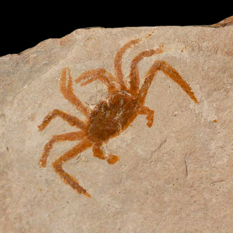 1.1" Fossil Crab Pinnixa Galliheri Pea Crab Monterey Cty San Luis Obispo Miocene Epoch - Fossil Age Minerals