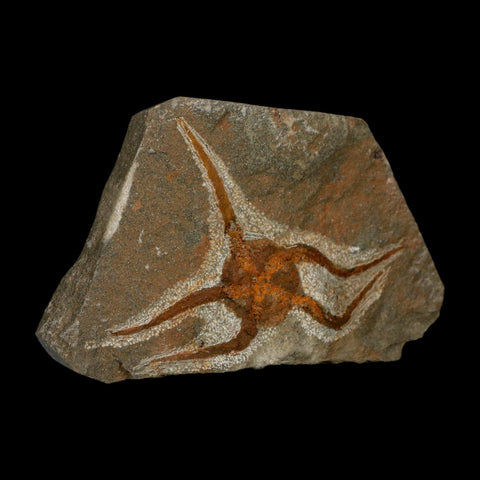 3.1" Brittlestar Ophiura Sp Starfish Fossil Ordovician Age Morocco COA - Fossil Age Minerals