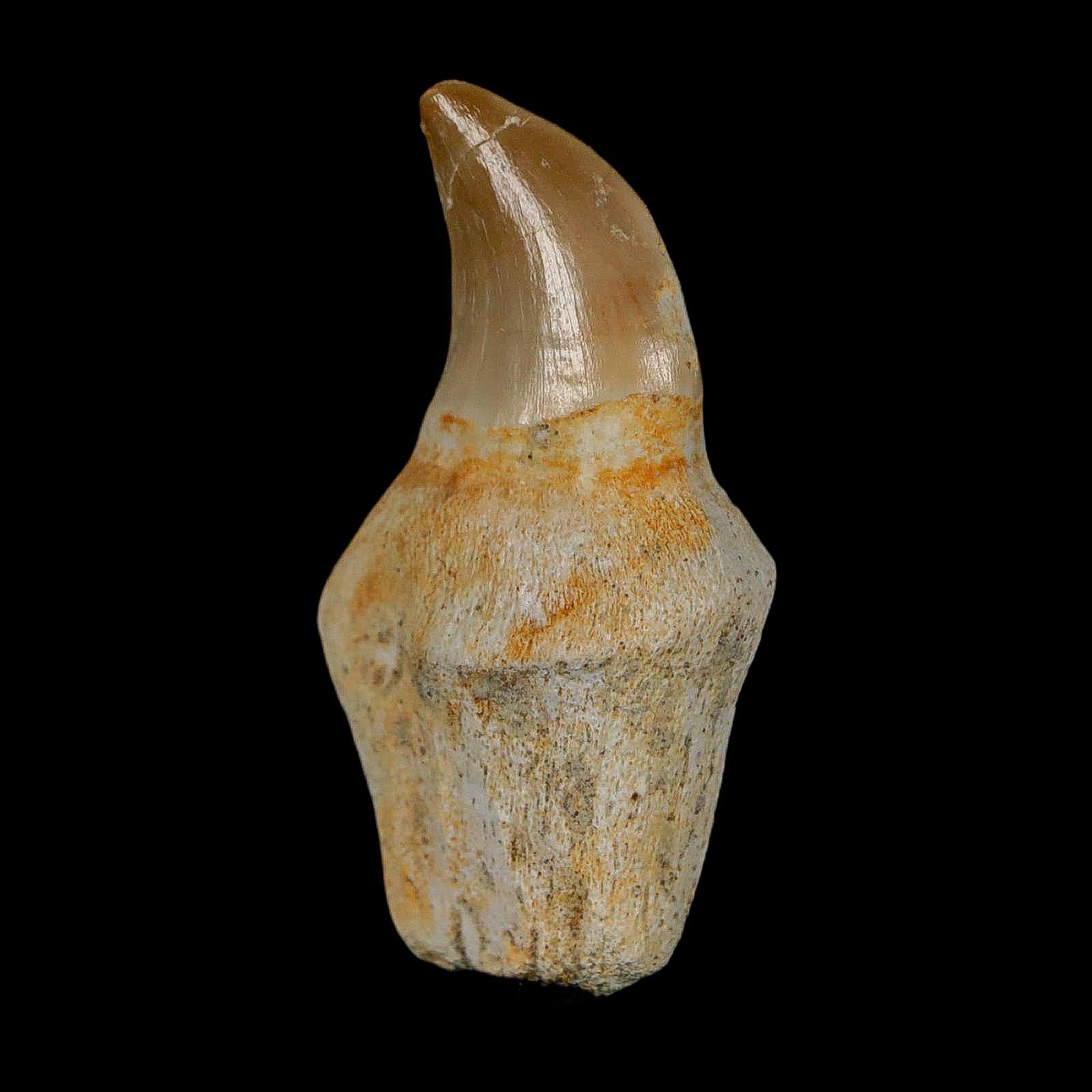 1.7" Halisaurus Walkeri Mosasaur Fossil Tooth Rooted Cretaceous Dinosaur Era COA - Fossil Age Minerals