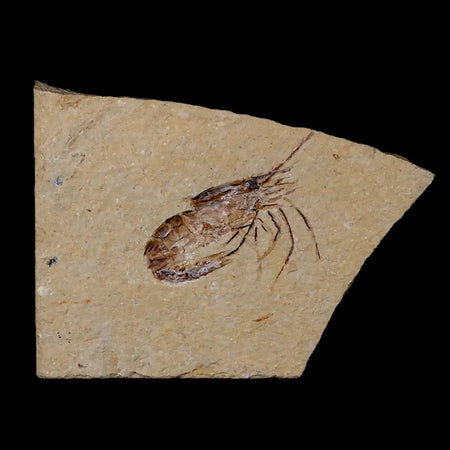 1.4" Fossil Shrimp Carpopenaeus Cretaceous Age 100 Mil Yrs Old Lebanon COA