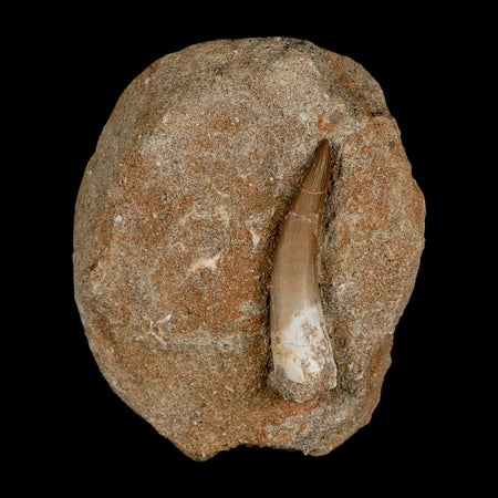 XL 2.3" Plesiosaur Zarafasaura Tooth Fossil In Matrix Cretaceous Dinosaur Era COA