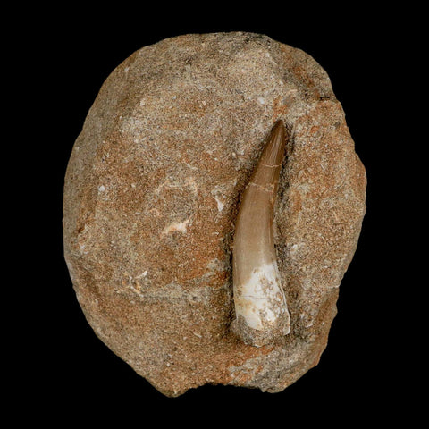 XL 2.3" Plesiosaur Zarafasaura Tooth Fossil In Matrix Cretaceous Dinosaur Era COA