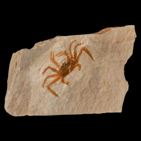 1.1" Fossil Crab Pinnixa Galliheri Pea Crab Monterey Cty San Luis Obispo Miocene Epoch - Fossil Age Minerals
