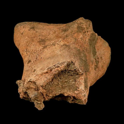 7.3" Hadrosaurus Fossil Metatarsal Bone Lance Creek FM Dinosaur Cretaceous WY COA - Fossil Age Minerals