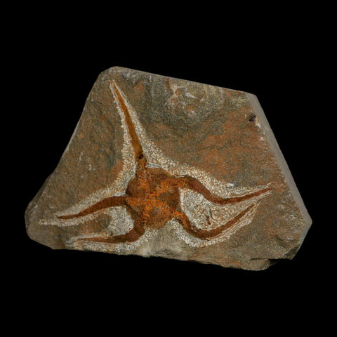 3.1" Brittlestar Ophiura Sp Starfish Fossil Ordovician Age Morocco COA - Fossil Age Minerals