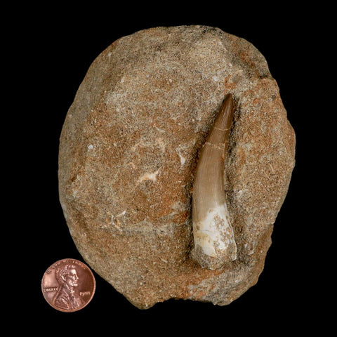 XL 2.3" Plesiosaur Zarafasaura Tooth Fossil In Matrix Cretaceous Dinosaur Era COA