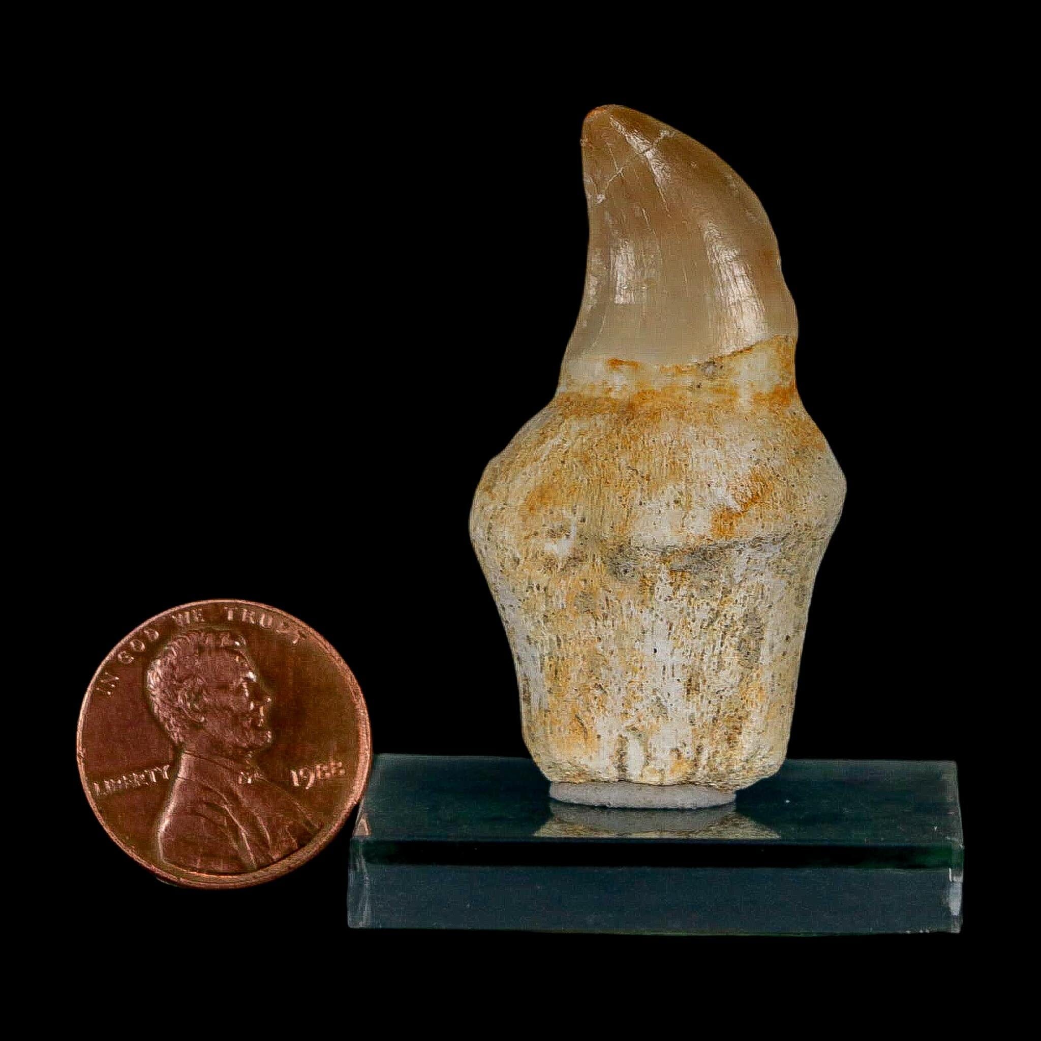 1.7" Halisaurus Walkeri Mosasaur Fossil Tooth Rooted Cretaceous Dinosaur Era COA - Fossil Age Minerals