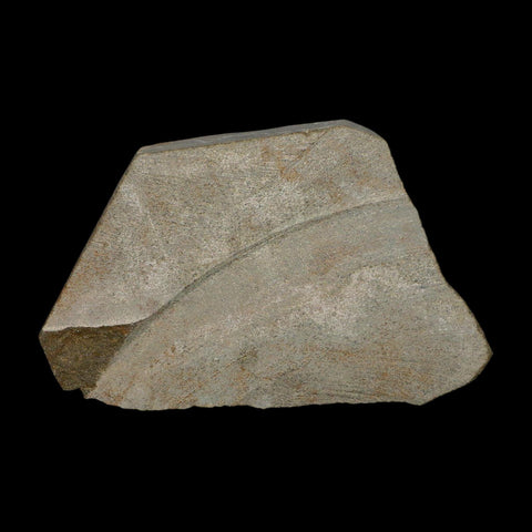 3.1" Brittlestar Ophiura Sp Starfish Fossil Ordovician Age Morocco COA - Fossil Age Minerals