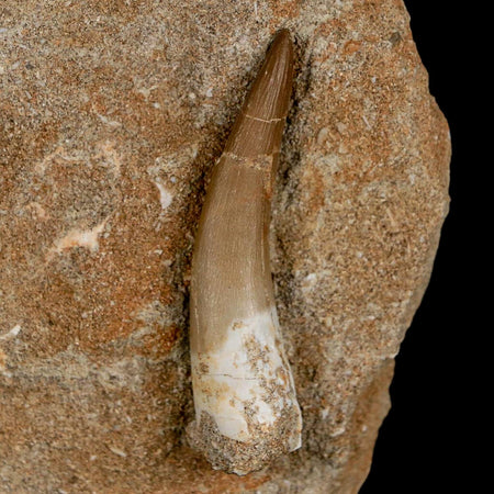 XL 2.3" Plesiosaur Zarafasaura Tooth Fossil In Matrix Cretaceous Dinosaur Era COA