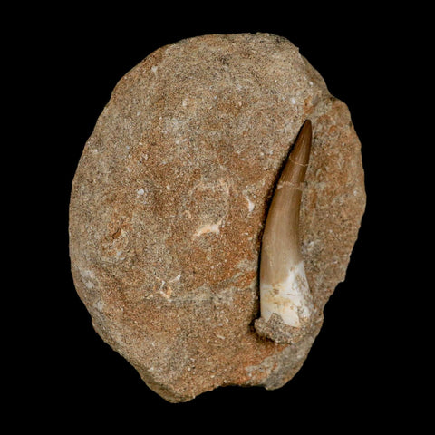 XL 2.3" Plesiosaur Zarafasaura Tooth Fossil In Matrix Cretaceous Dinosaur Era COA