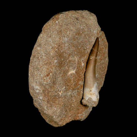 XL 2.3" Plesiosaur Zarafasaura Tooth Fossil In Matrix Cretaceous Dinosaur Era COA