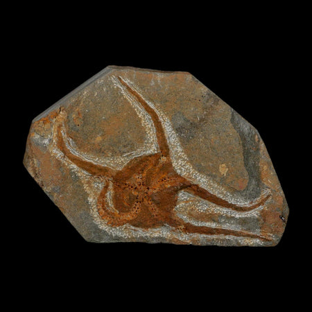 2.9" Brittlestar Ophiura Sp Starfish Fossil Ordovician Age Morocco COA
