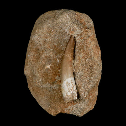 XL 2.3" Plesiosaur Zarafasaura Tooth Fossil In Matrix Cretaceous Dinosaur Era COA