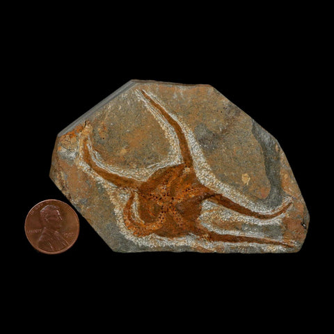 2.9" Brittlestar Ophiura Sp Starfish Fossil Ordovician Age Morocco COA - Fossil Age Minerals