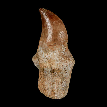 1.7" Halisaurus Walkeri Mosasaur Fossil Tooth Rooted Cretaceous Dinosaur Era COA