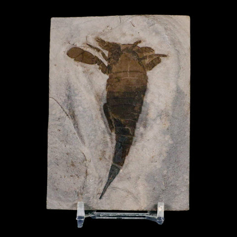 3.2" Eurypterus Sea Scorpion Fossil Eurypterid Silurian 420 Mil Yrs Old New York Stand - Fossil Age Minerals