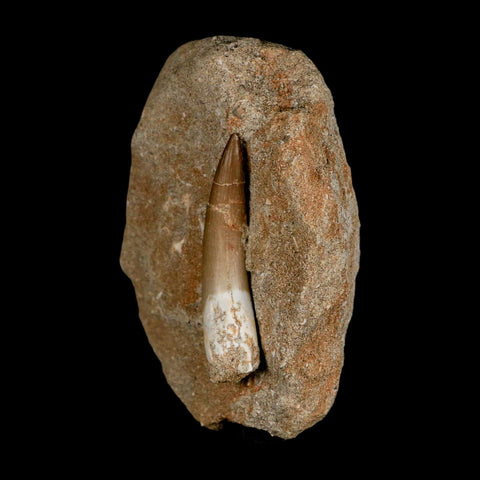 XL 2.3" Plesiosaur Zarafasaura Tooth Fossil In Matrix Cretaceous Dinosaur Era COA