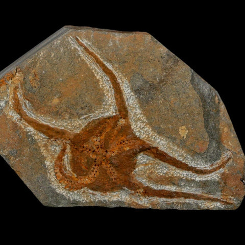 2.9" Brittlestar Ophiura Sp Starfish Fossil Ordovician Age Morocco COA - Fossil Age Minerals